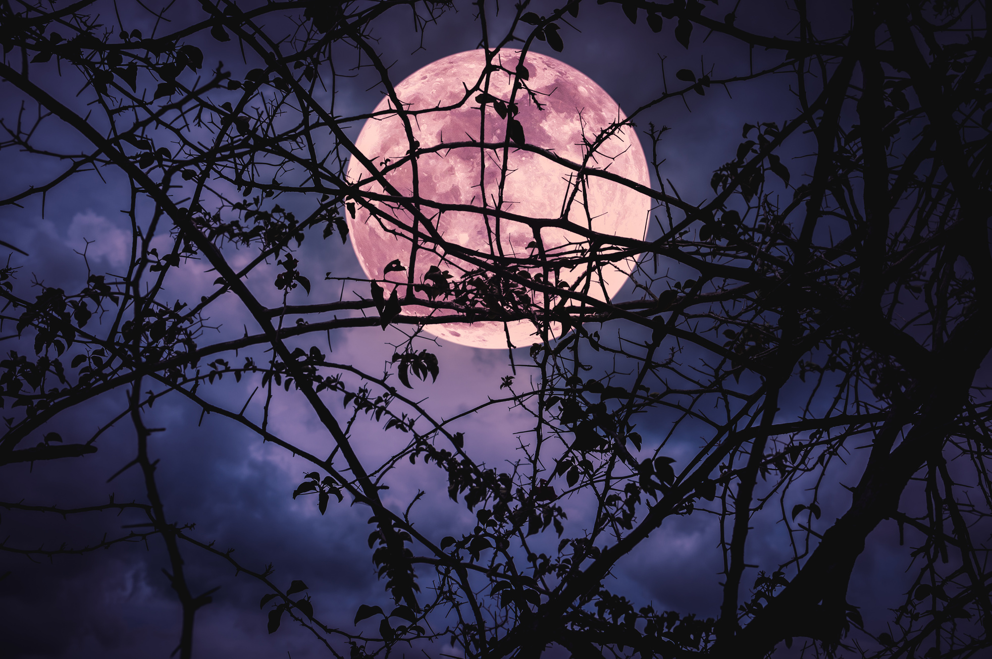 Landscape of sky with super moon behind silhouette of tree branch.